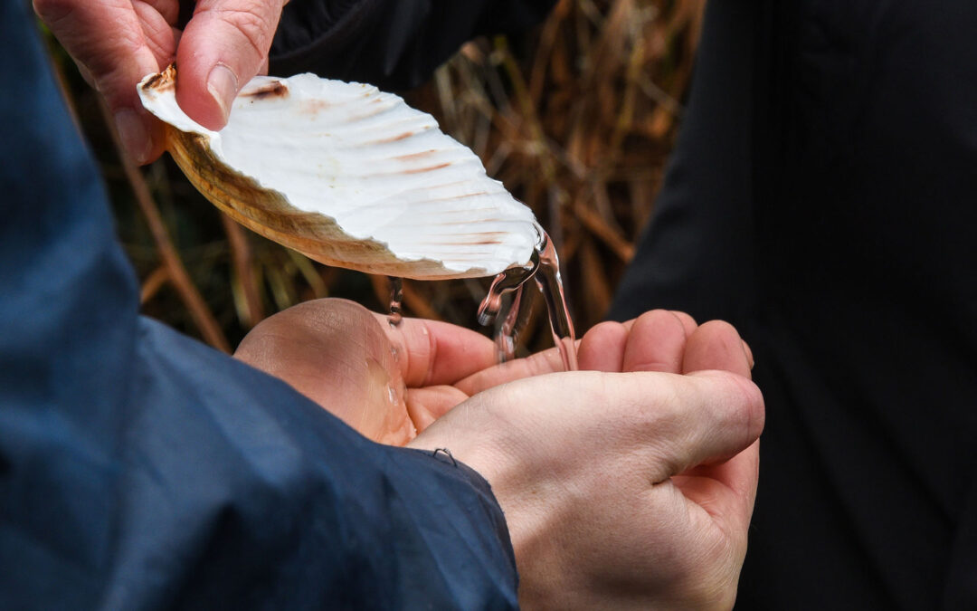 Water from scallop shell into cupped hands